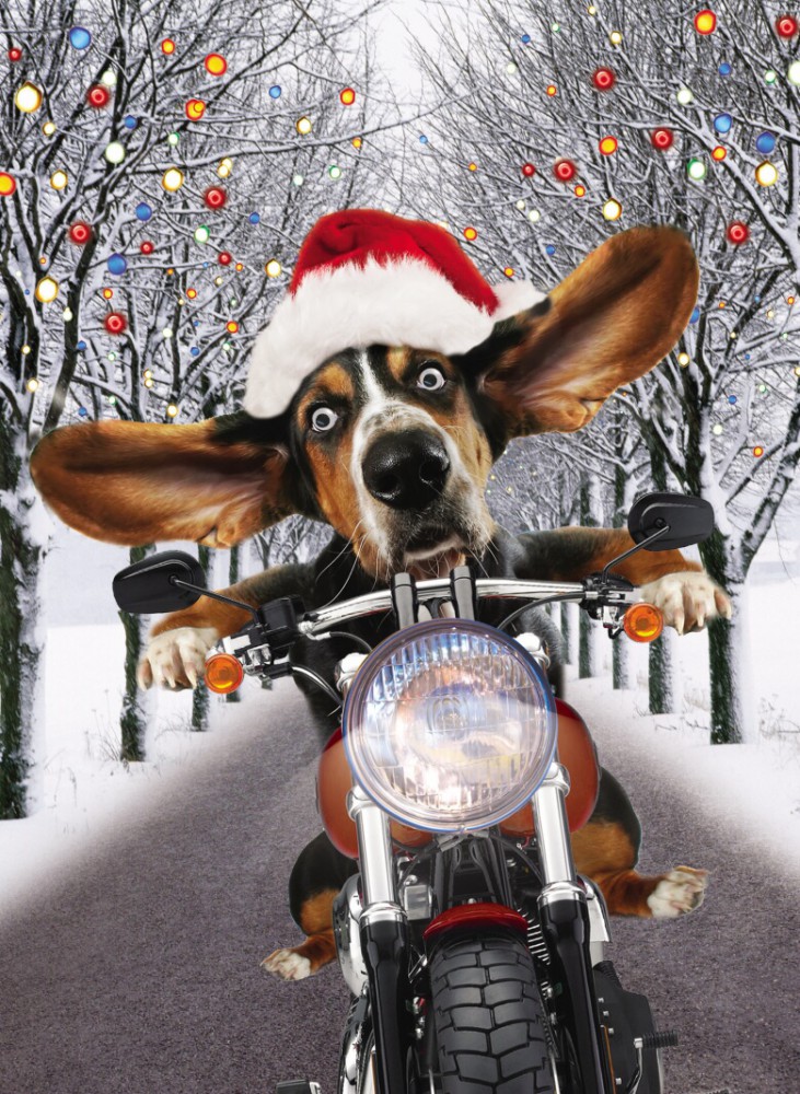 Riesen Weihnachten Humor Grußkarte Googlies Wackelaugen Hund auf dem